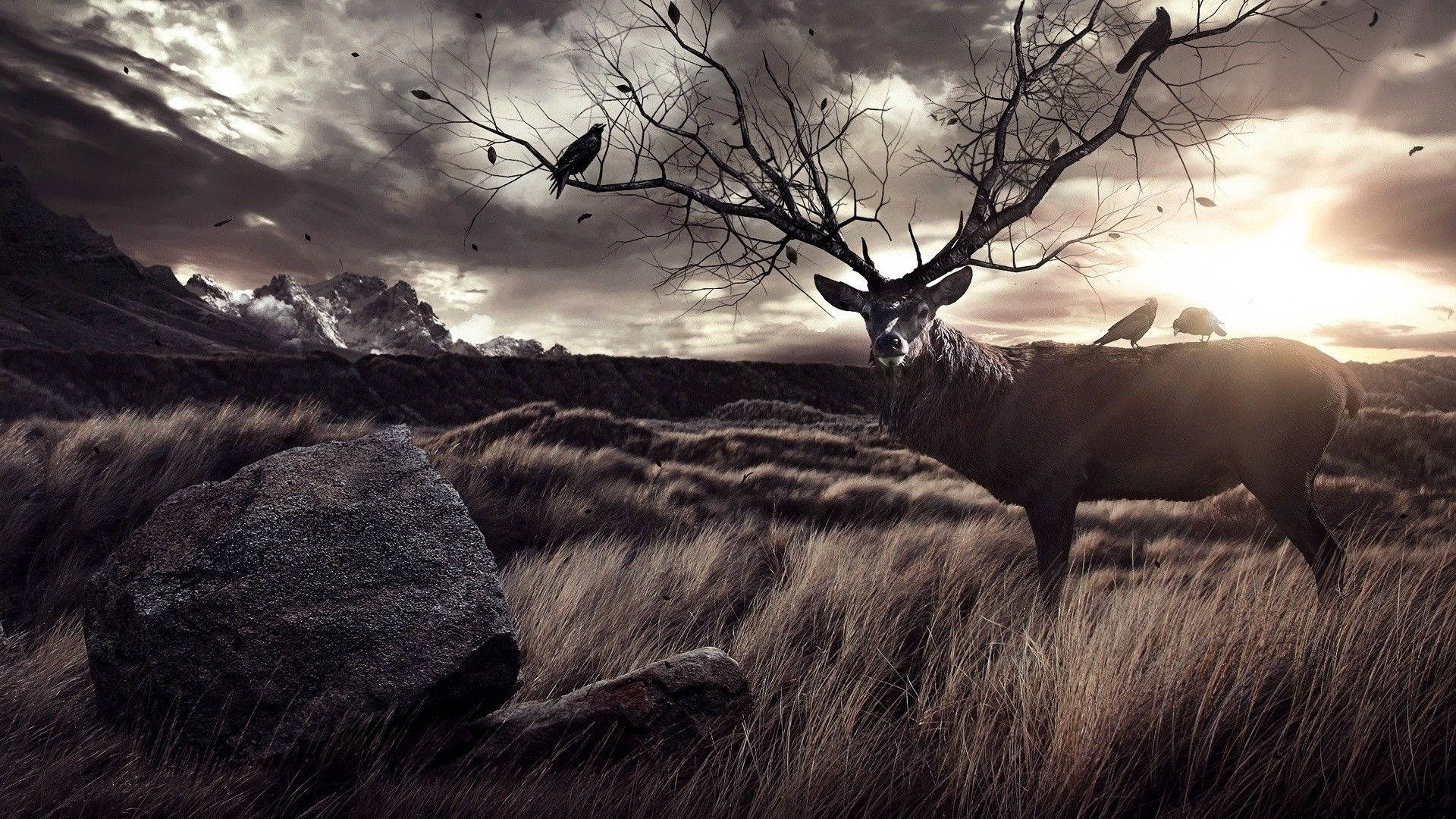 Deer Hunting Wallpapers