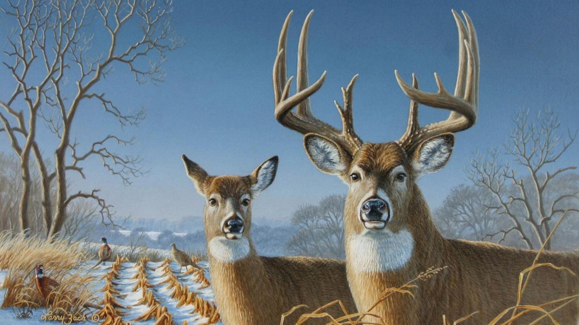 Deer Hunting Wallpapers