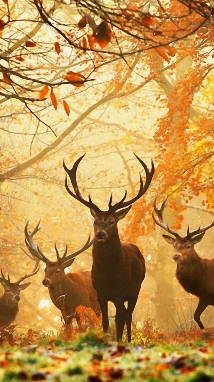 Deer Hunting Wallpapers