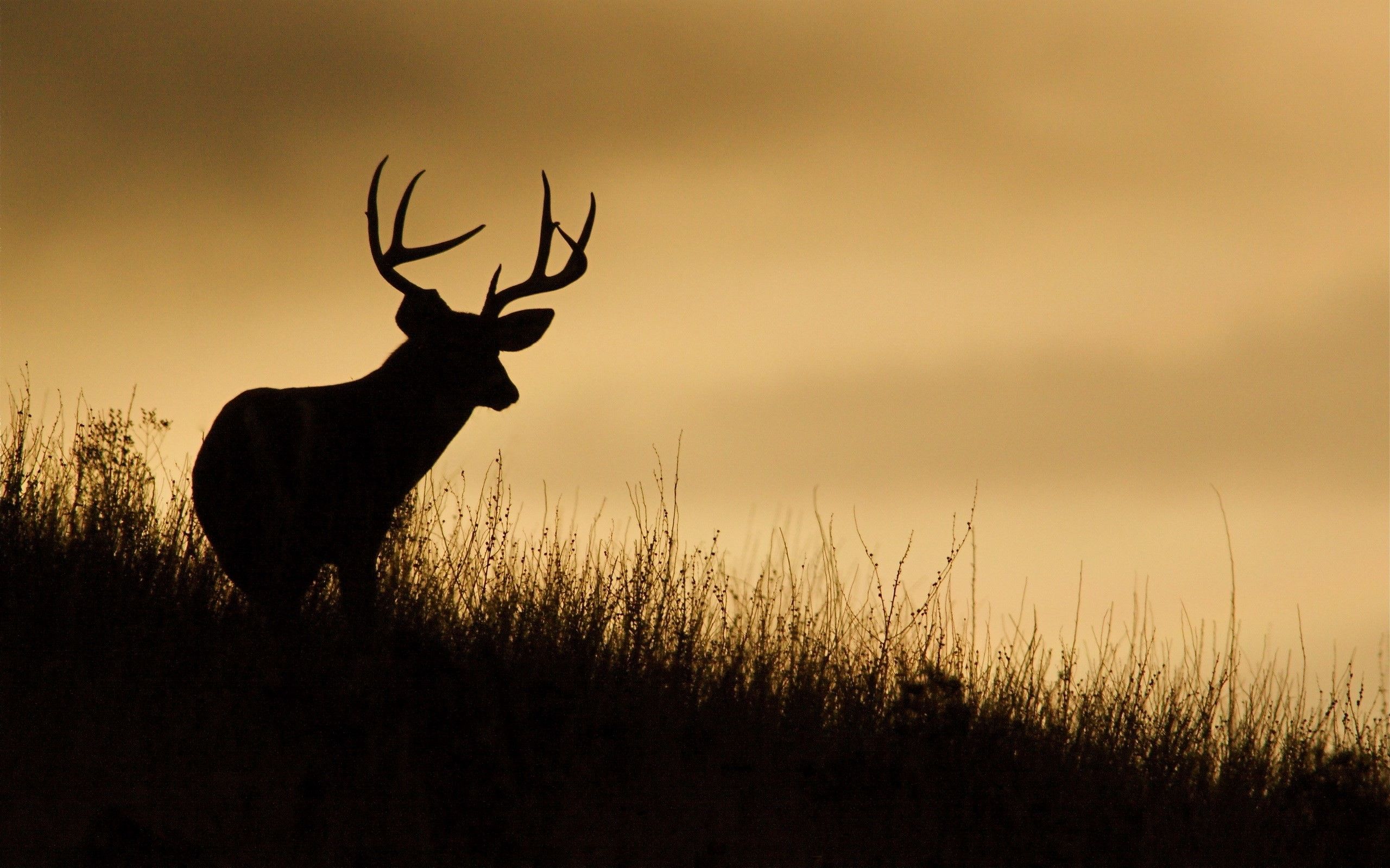 Deer Hunting Wallpapers