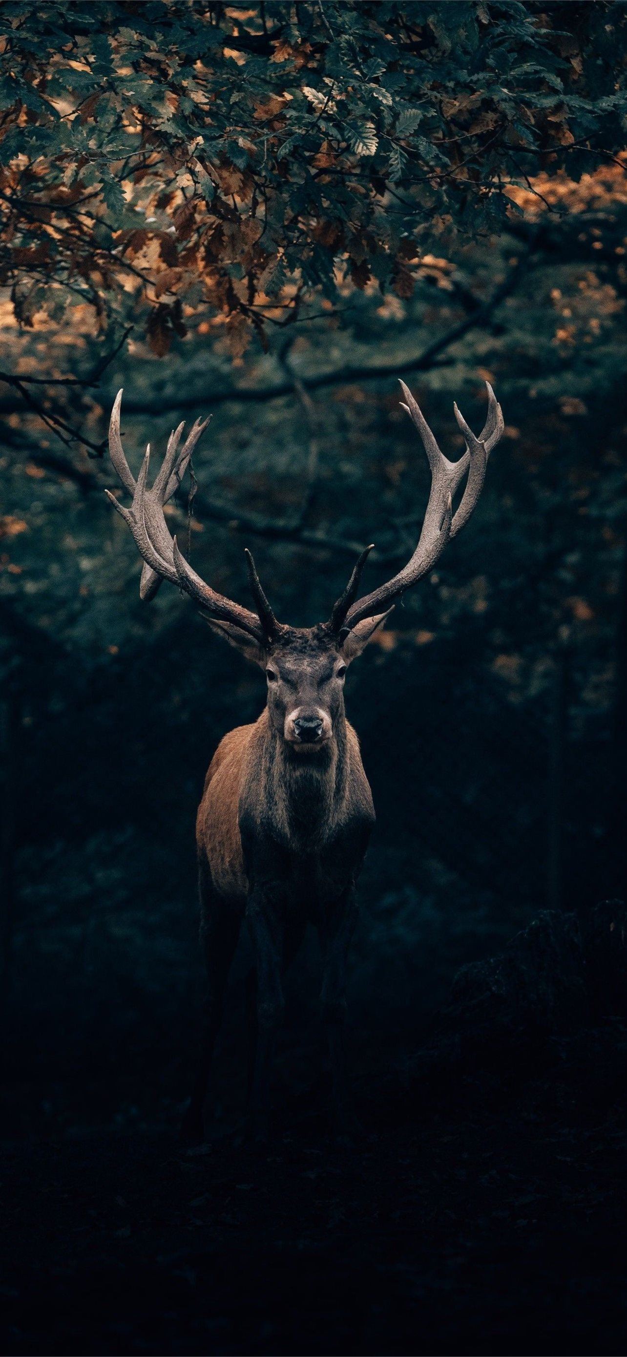 Deer Hunting Wallpapers