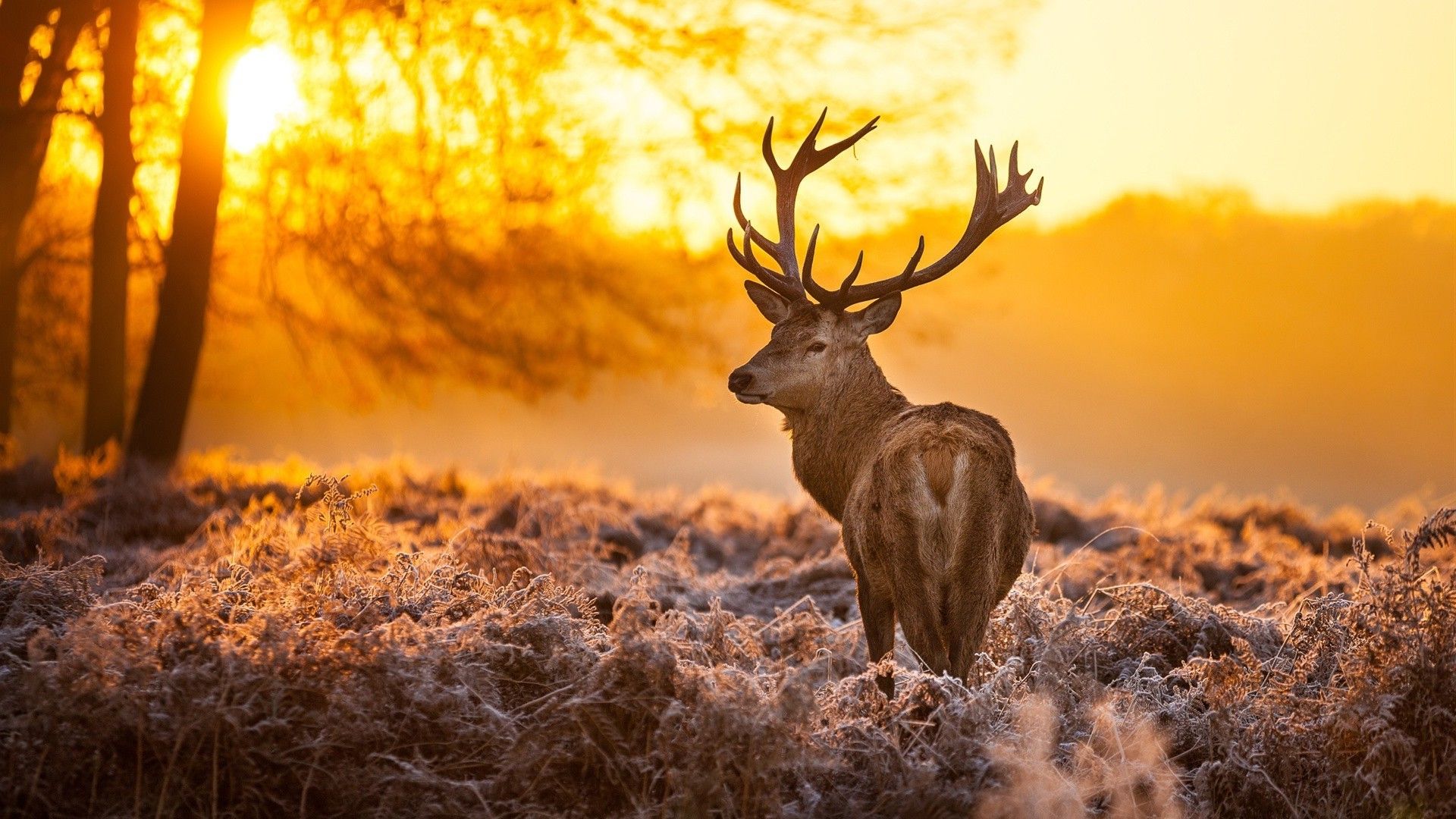 Deer Hunting Wallpapers