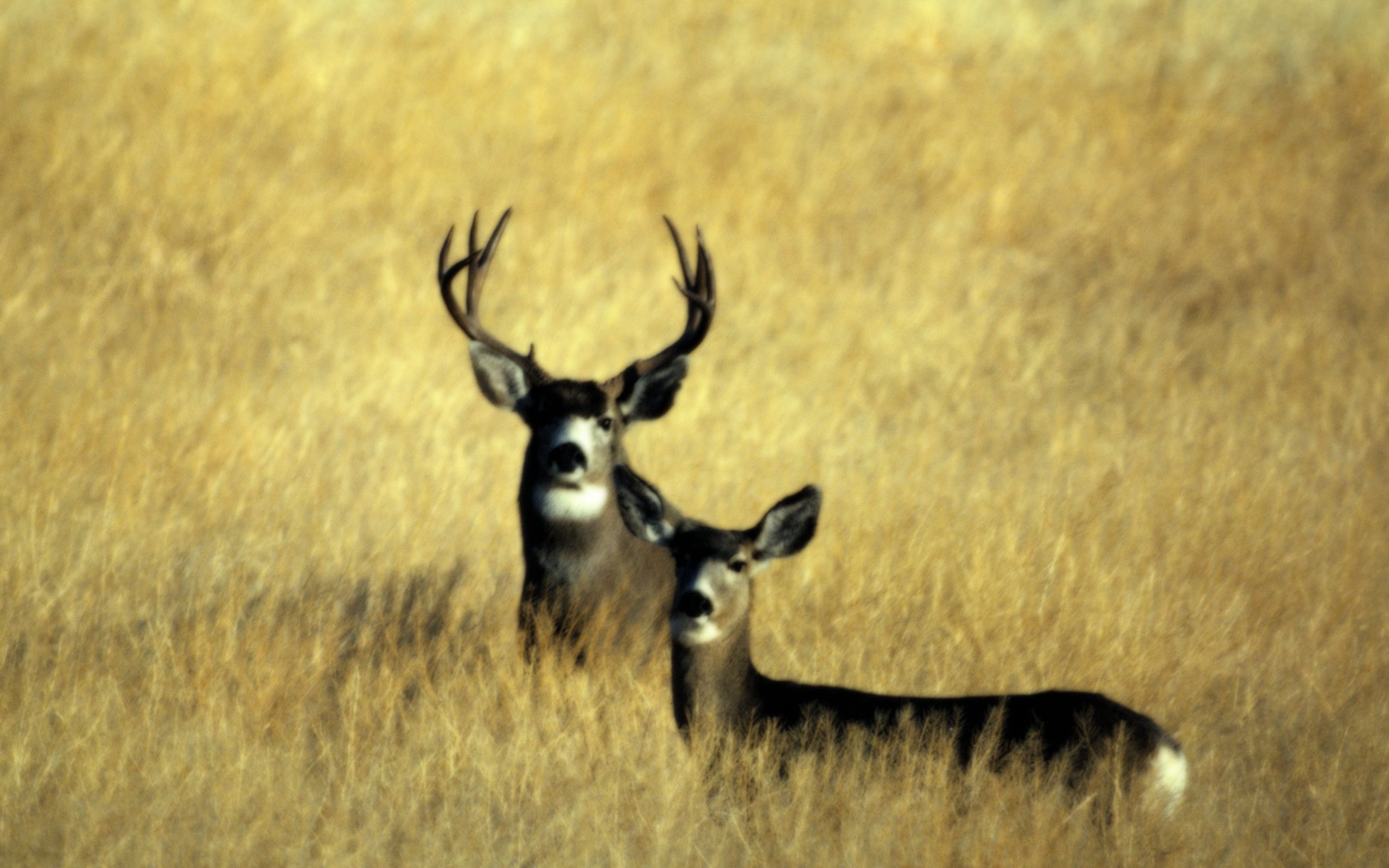 Deer Hunting Wallpapers