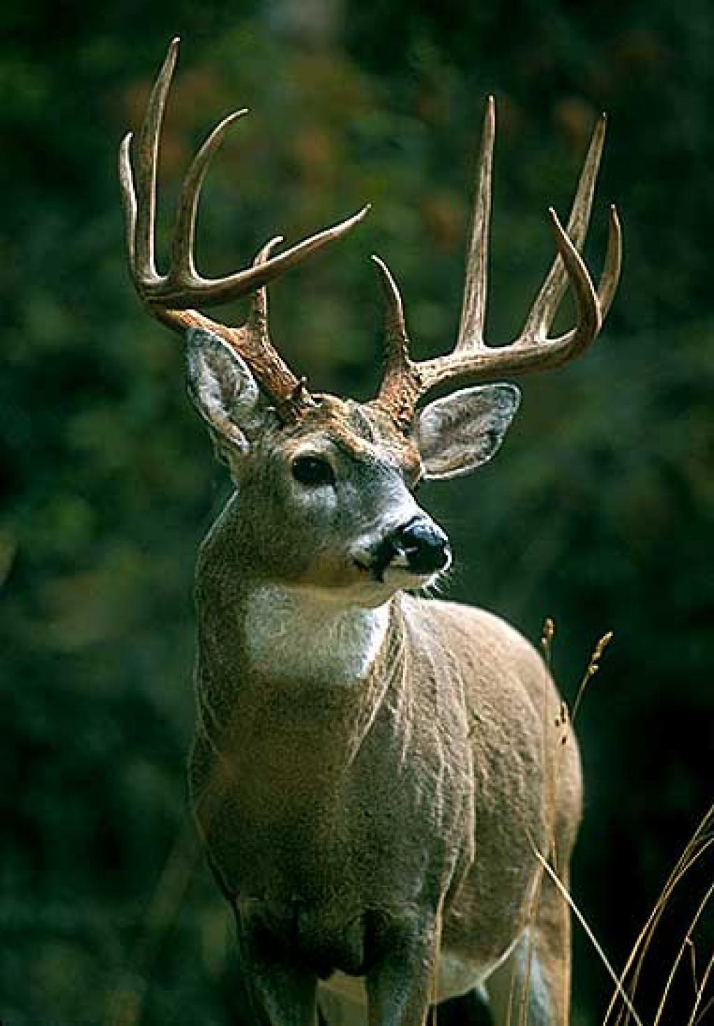 Deer Hunting Wallpapers