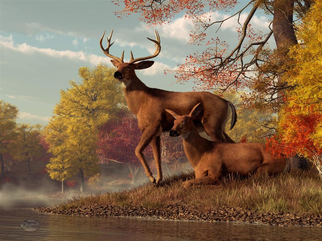 Deer Scene Wallpapers