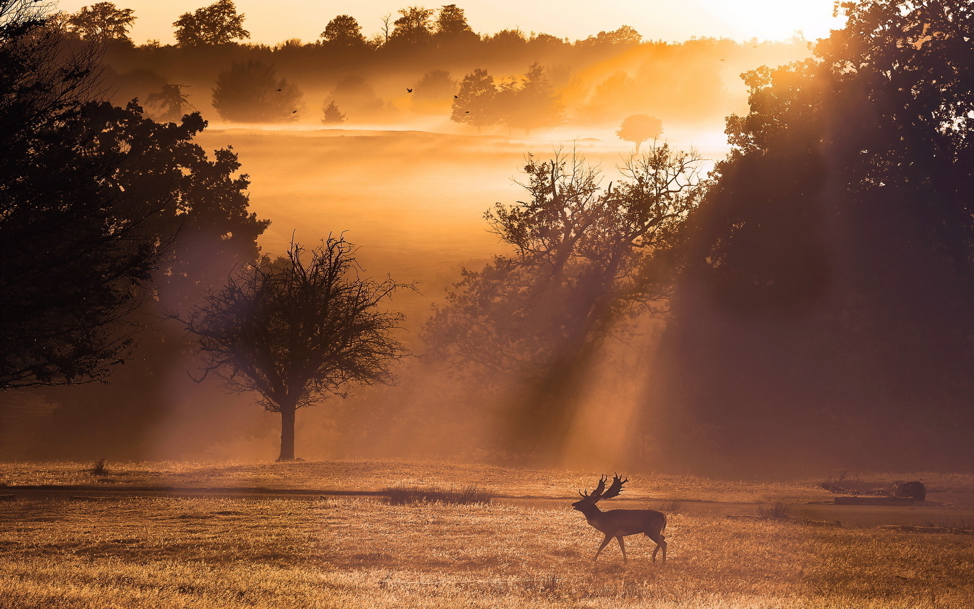 Deer Scene Wallpapers