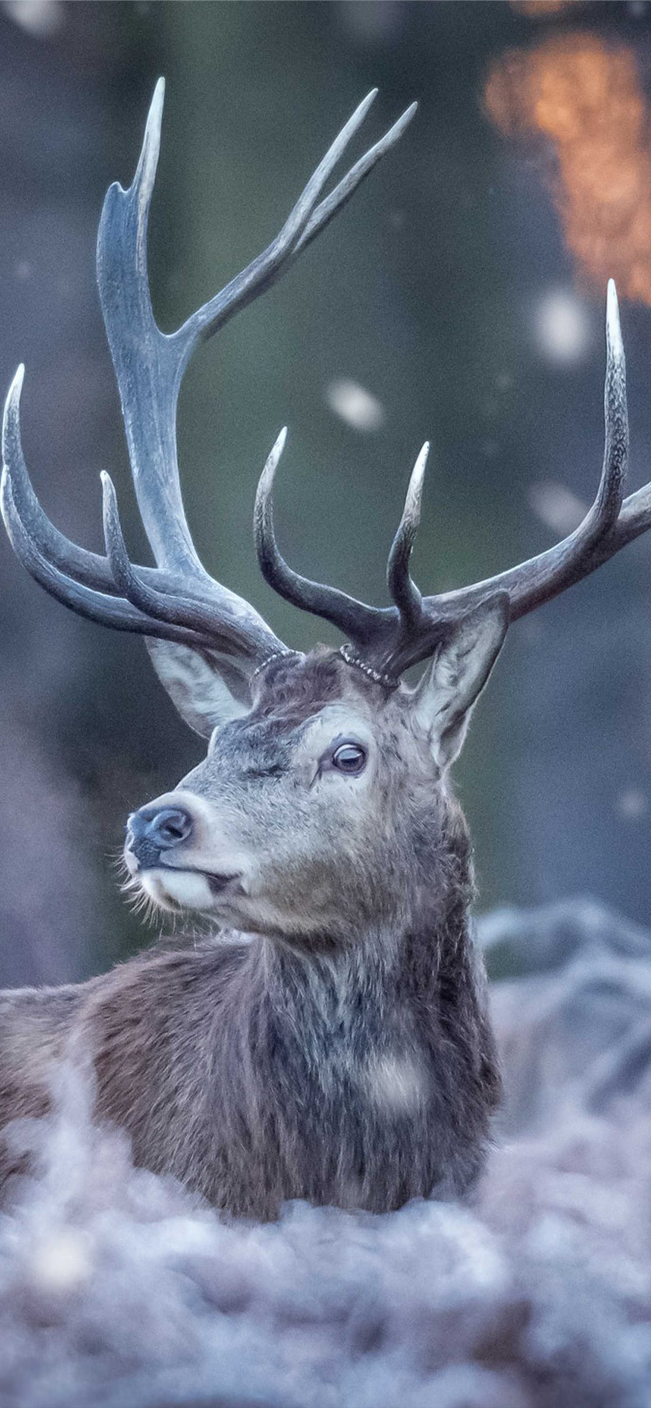 Deer For Phone Wallpapers