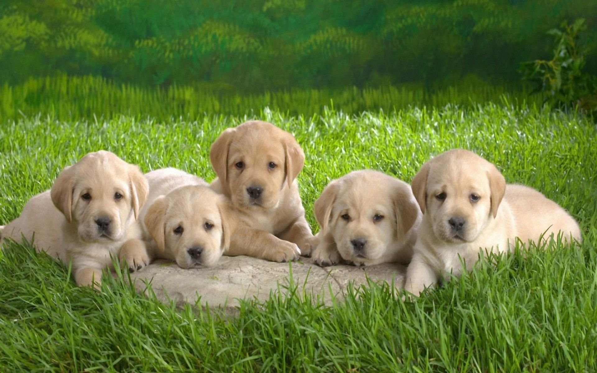 Desktop Puppies Wallpapers