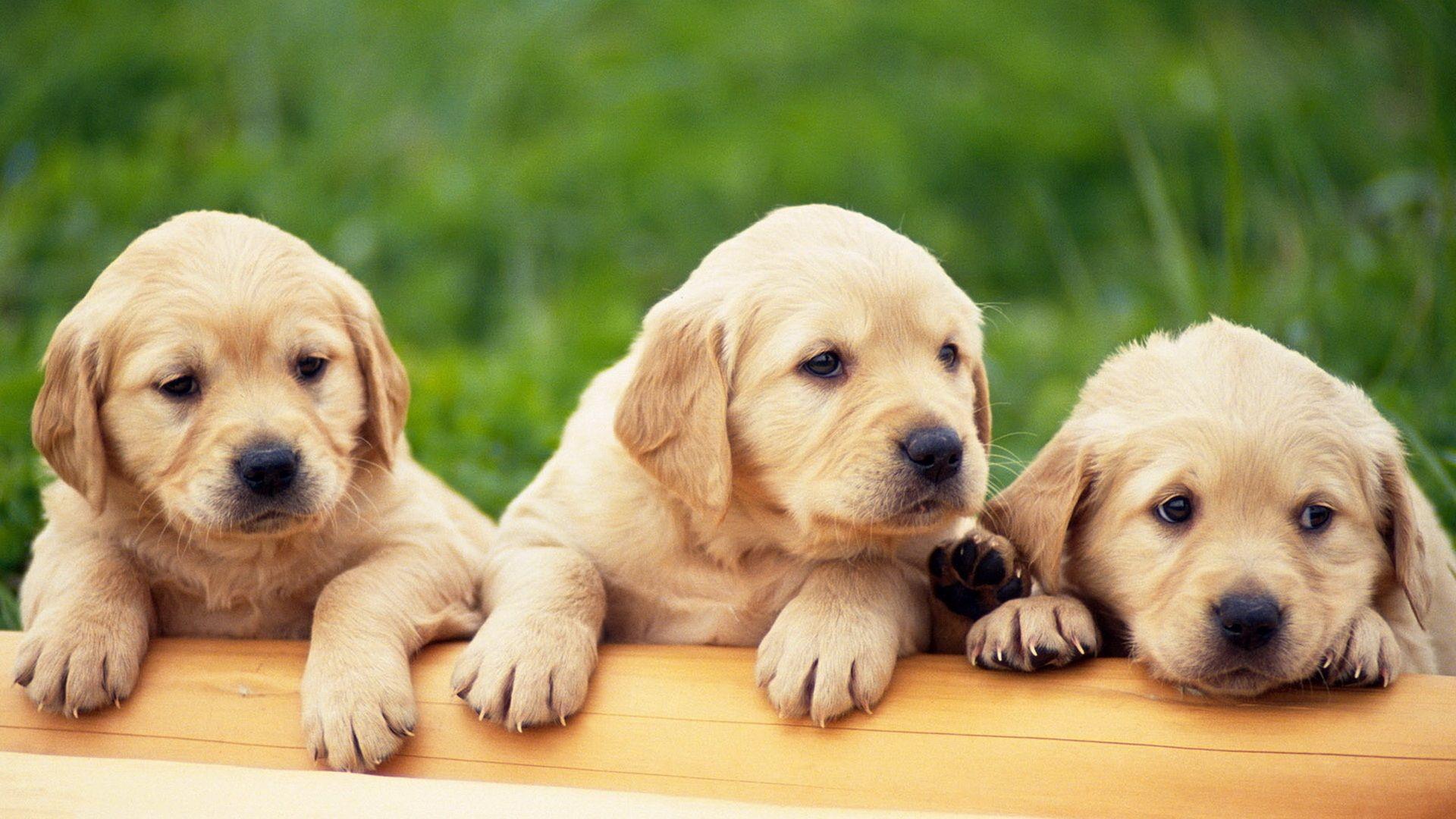 Desktop Puppies Wallpapers