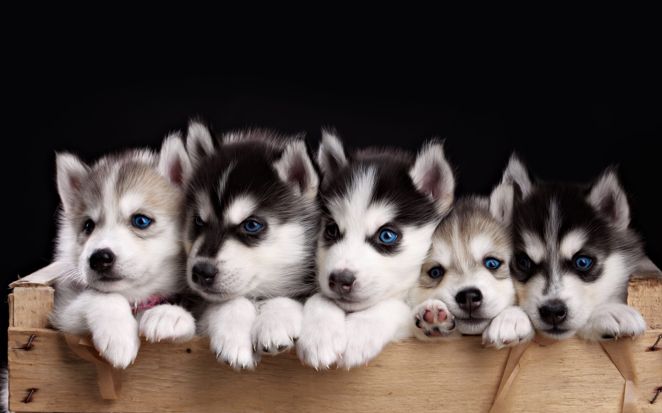 Desktop Puppies Wallpapers