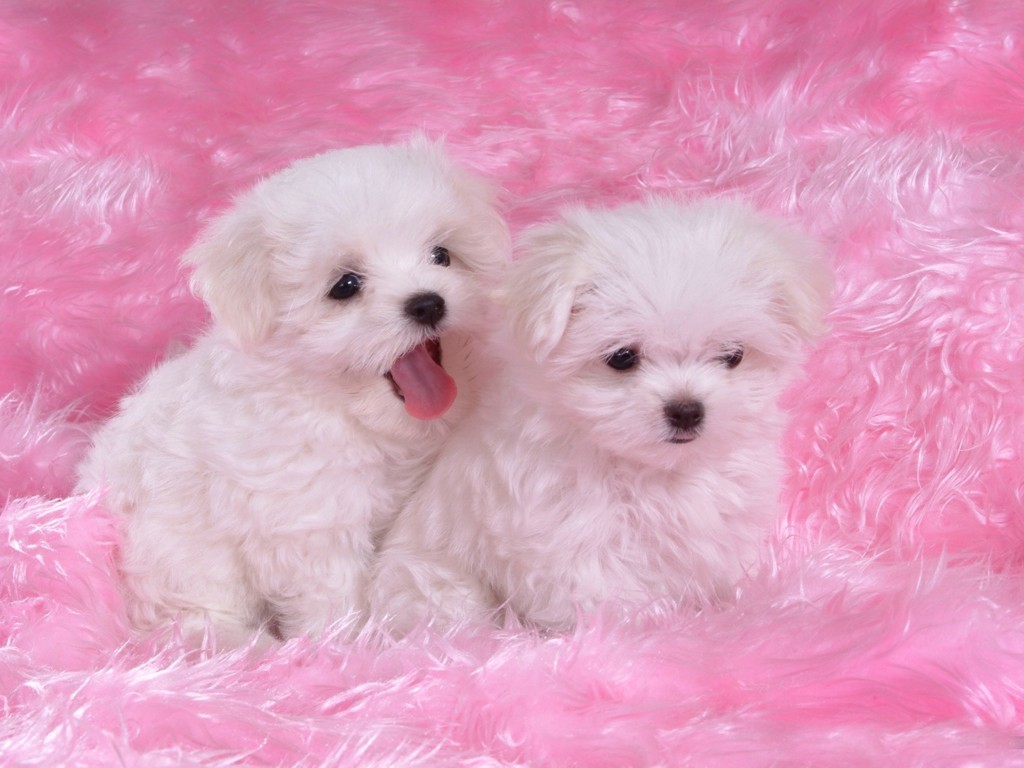 Desktop Puppies Wallpapers