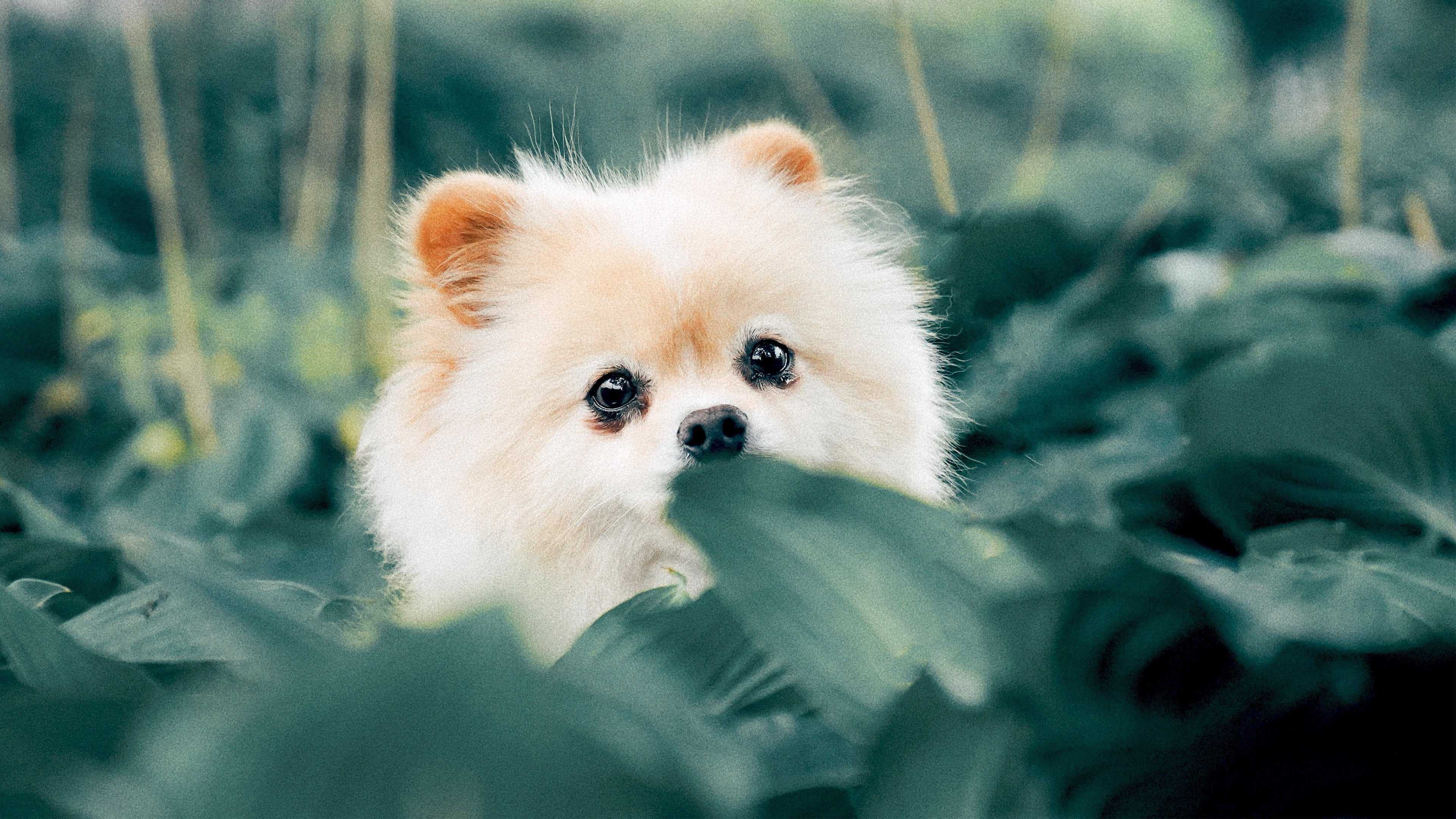 Desktop Puppies Wallpapers