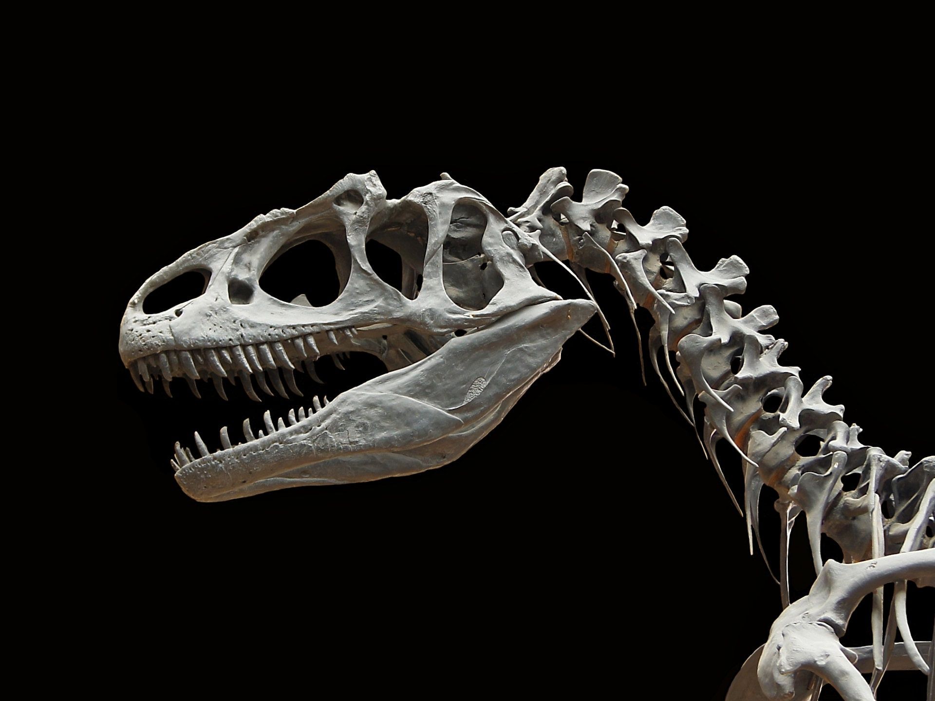 Dinosaur Fossil Wallpapers