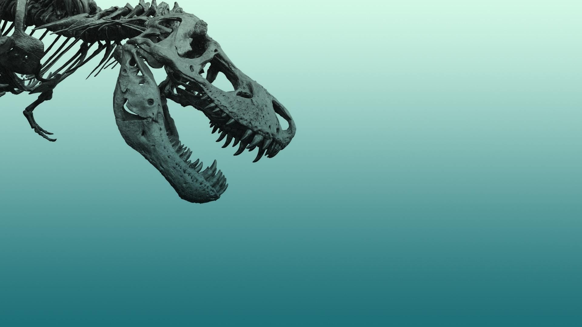 Dinosaur Fossil Wallpapers