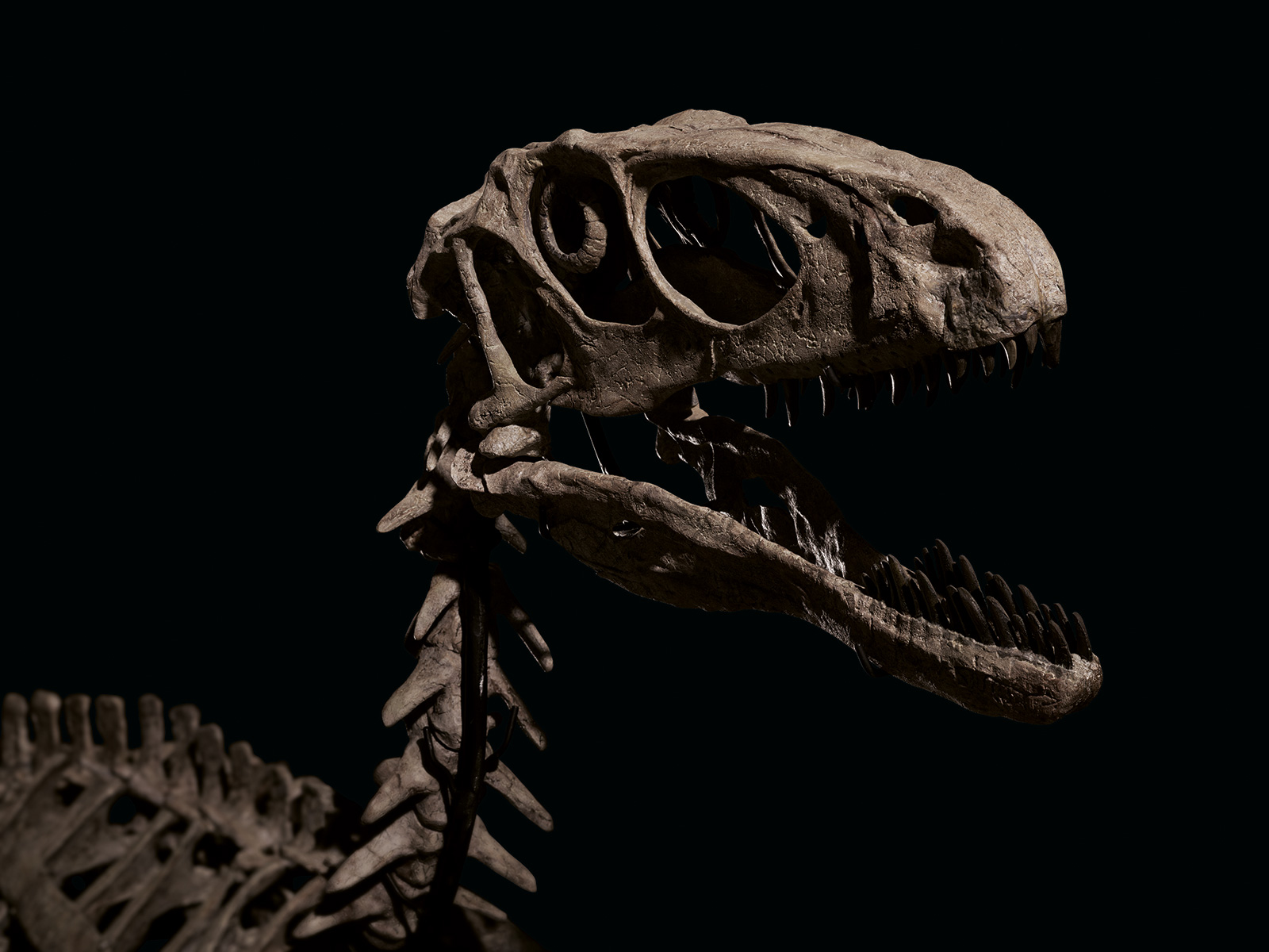 Dinosaur Fossil Wallpapers