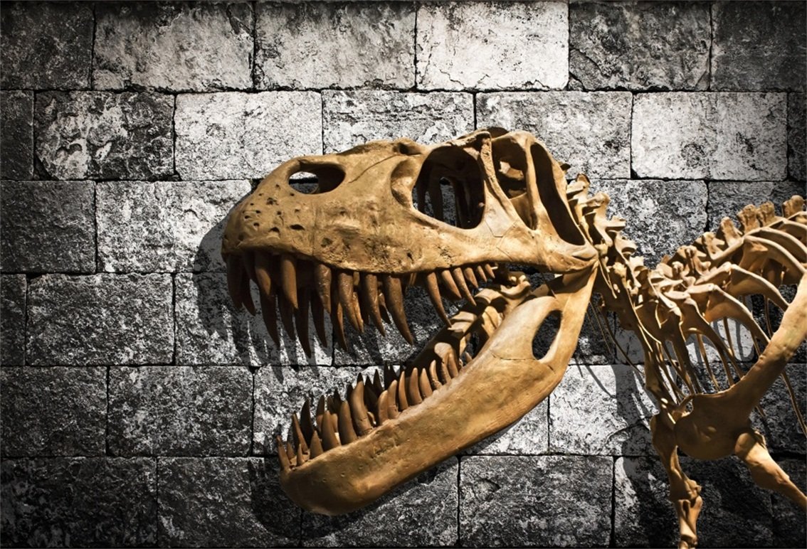 Dinosaur Fossil Wallpapers