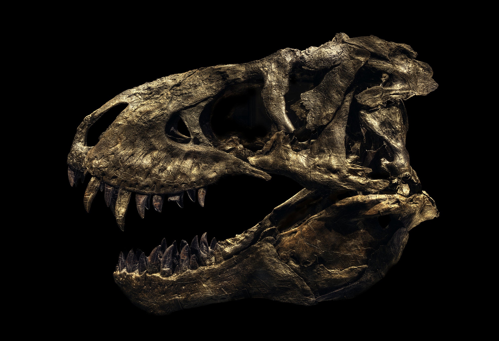 Dinosaur Fossil Wallpapers