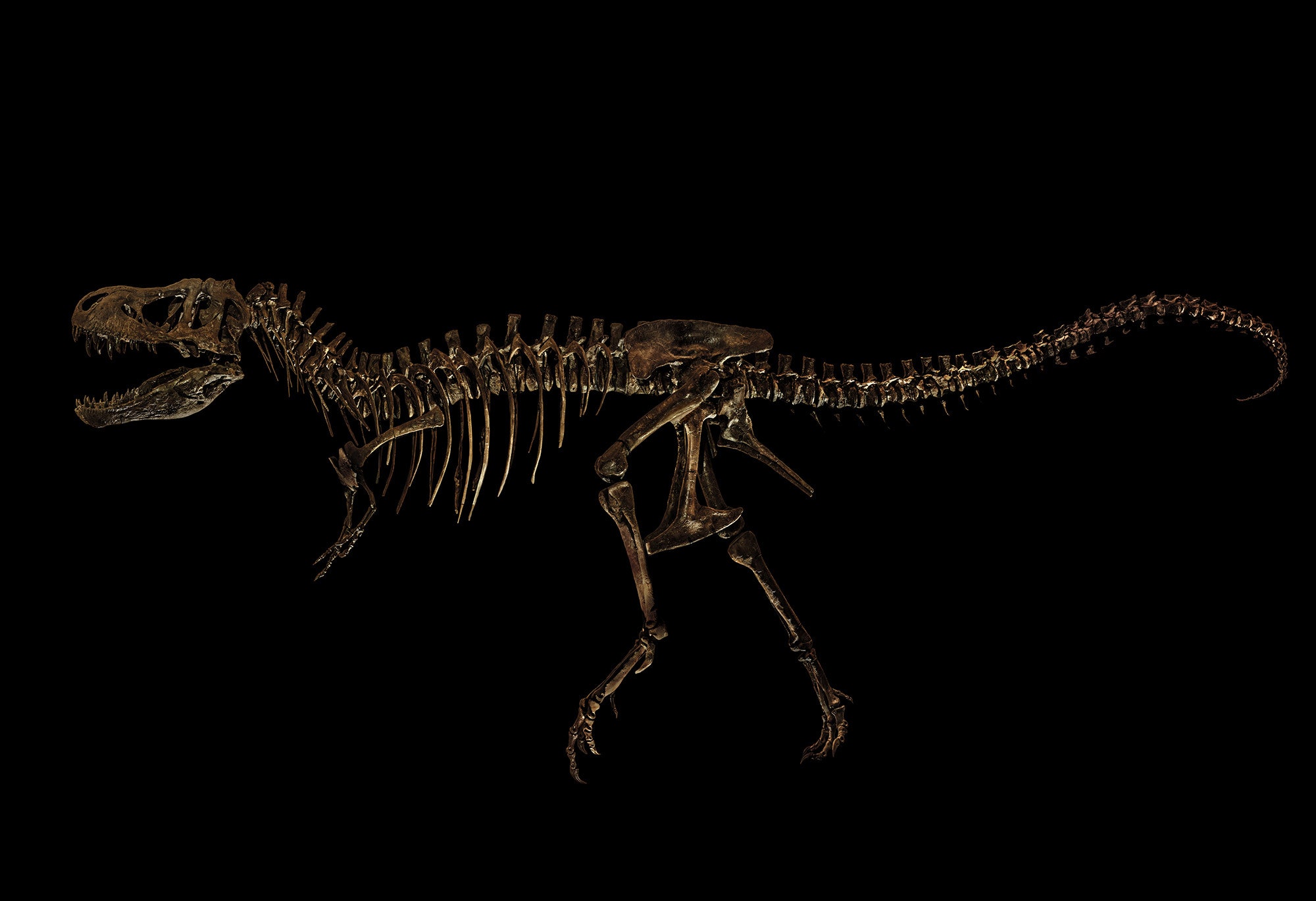 Dinosaur Fossil Wallpapers