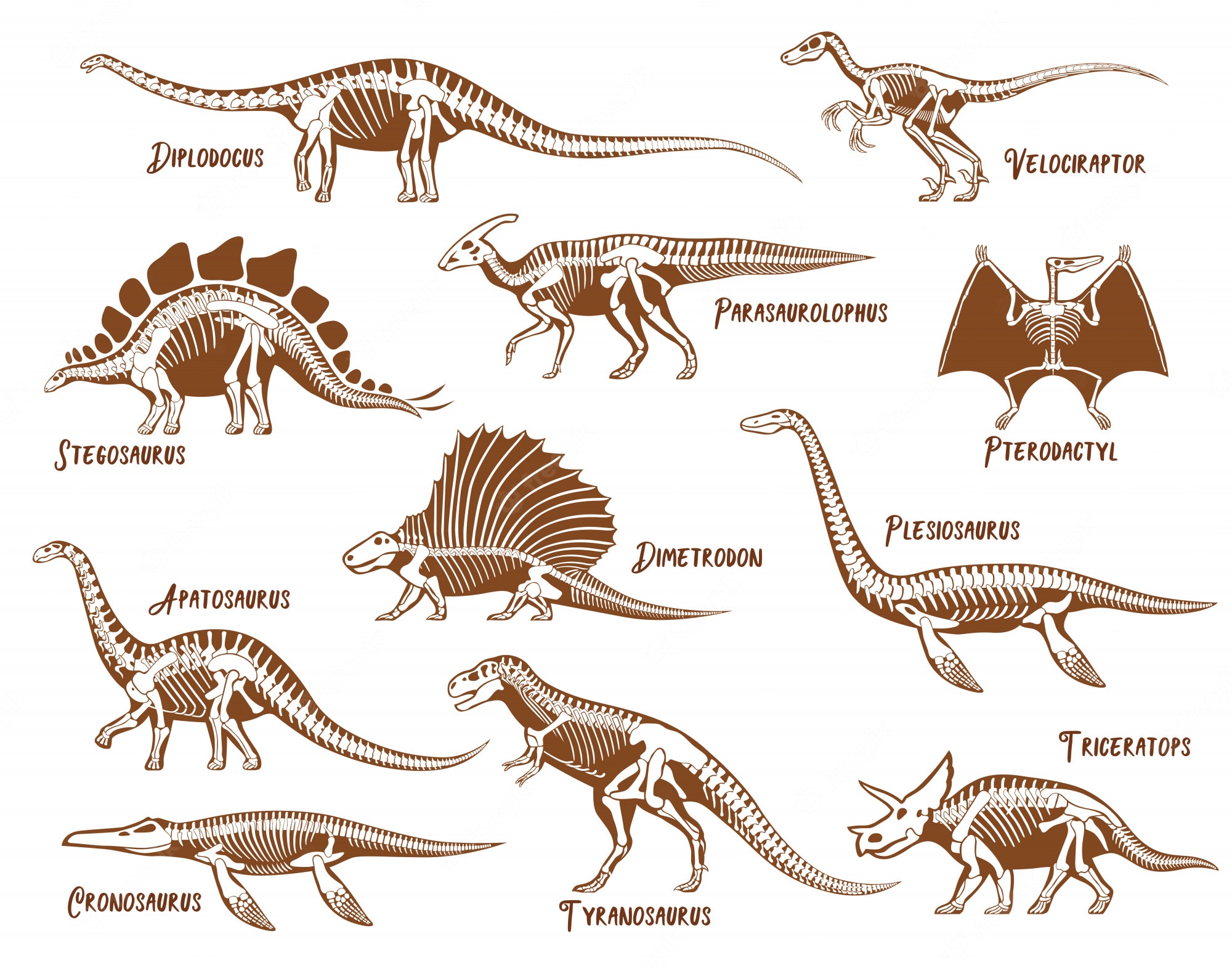 Dinosaur Skeleton Wallpapers