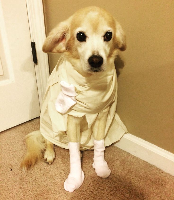 Dobby Harry Potter Dog Costume Wallpapers