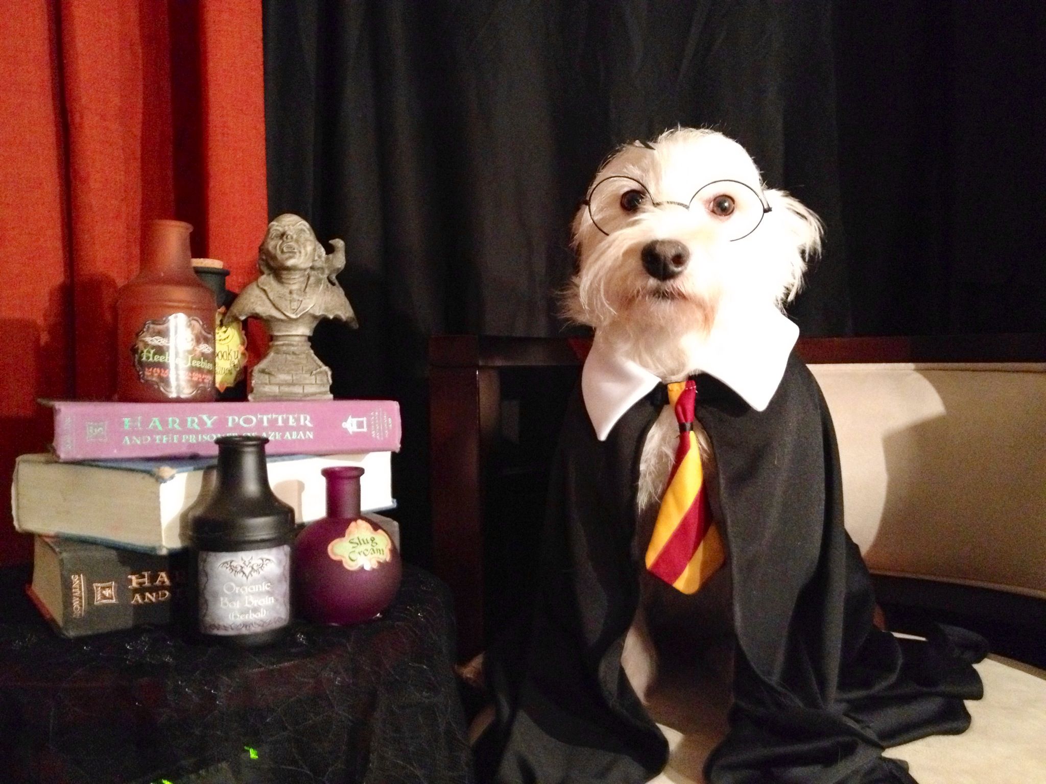 Dobby Harry Potter Dog Costume Wallpapers