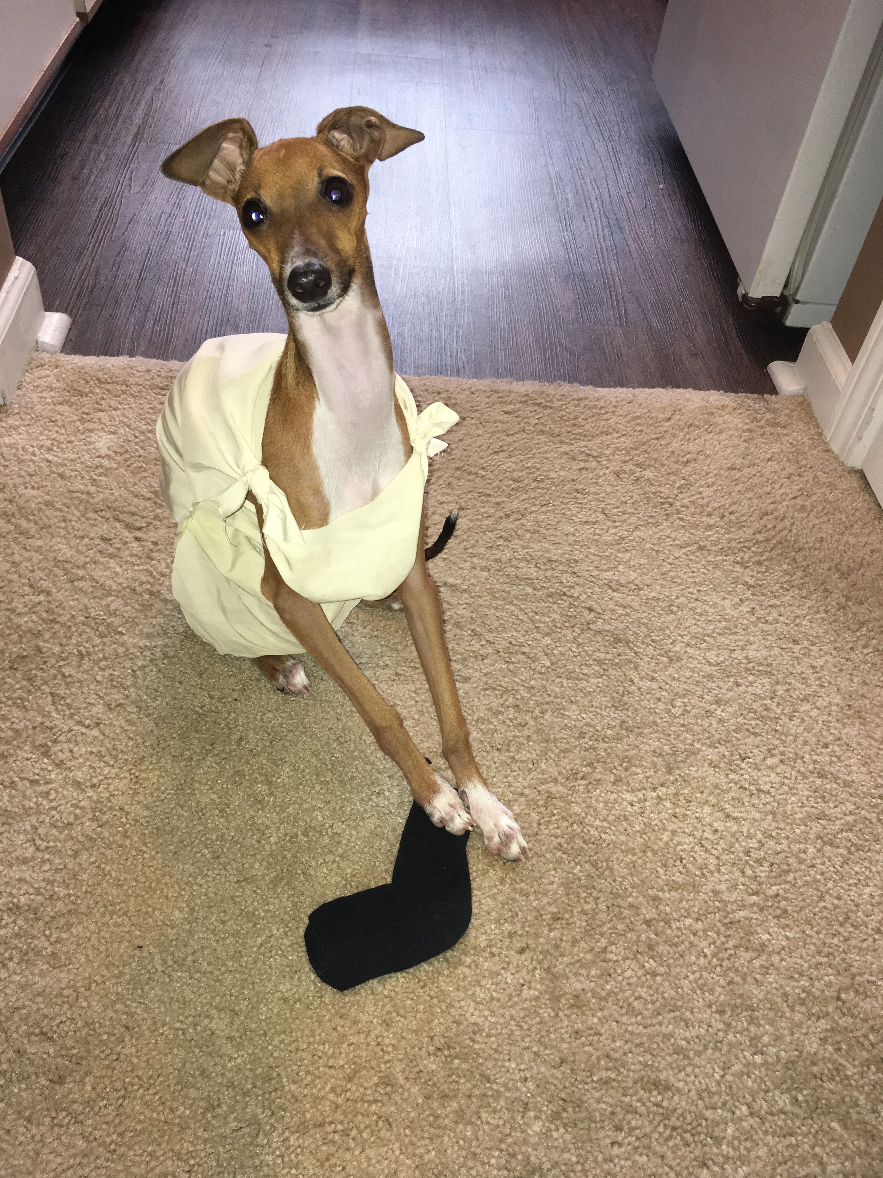 Dobby Harry Potter Dog Costume Wallpapers