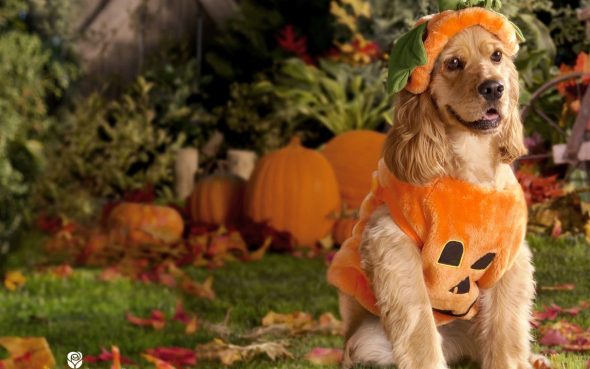 Dobby Harry Potter Dog Costume Wallpapers