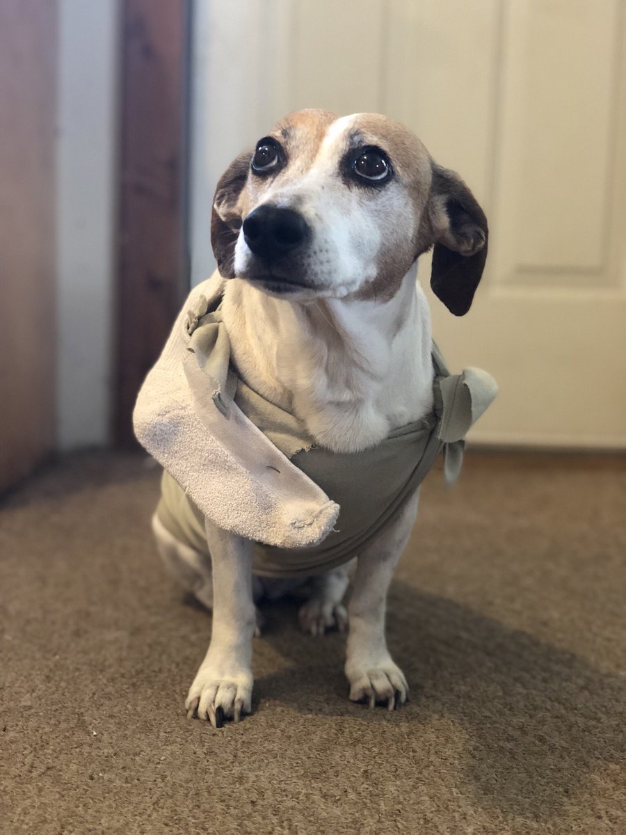 Dobby Harry Potter Dog Costume Wallpapers