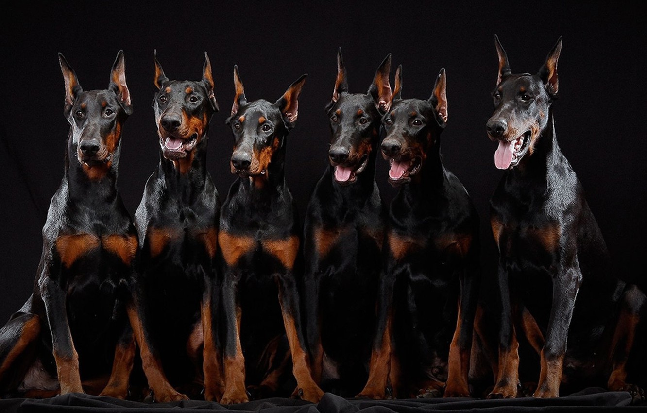 Doberman Wallpapers