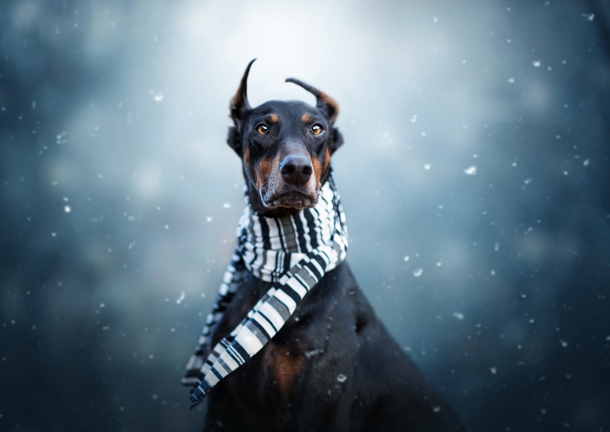 Doberman Wallpapers