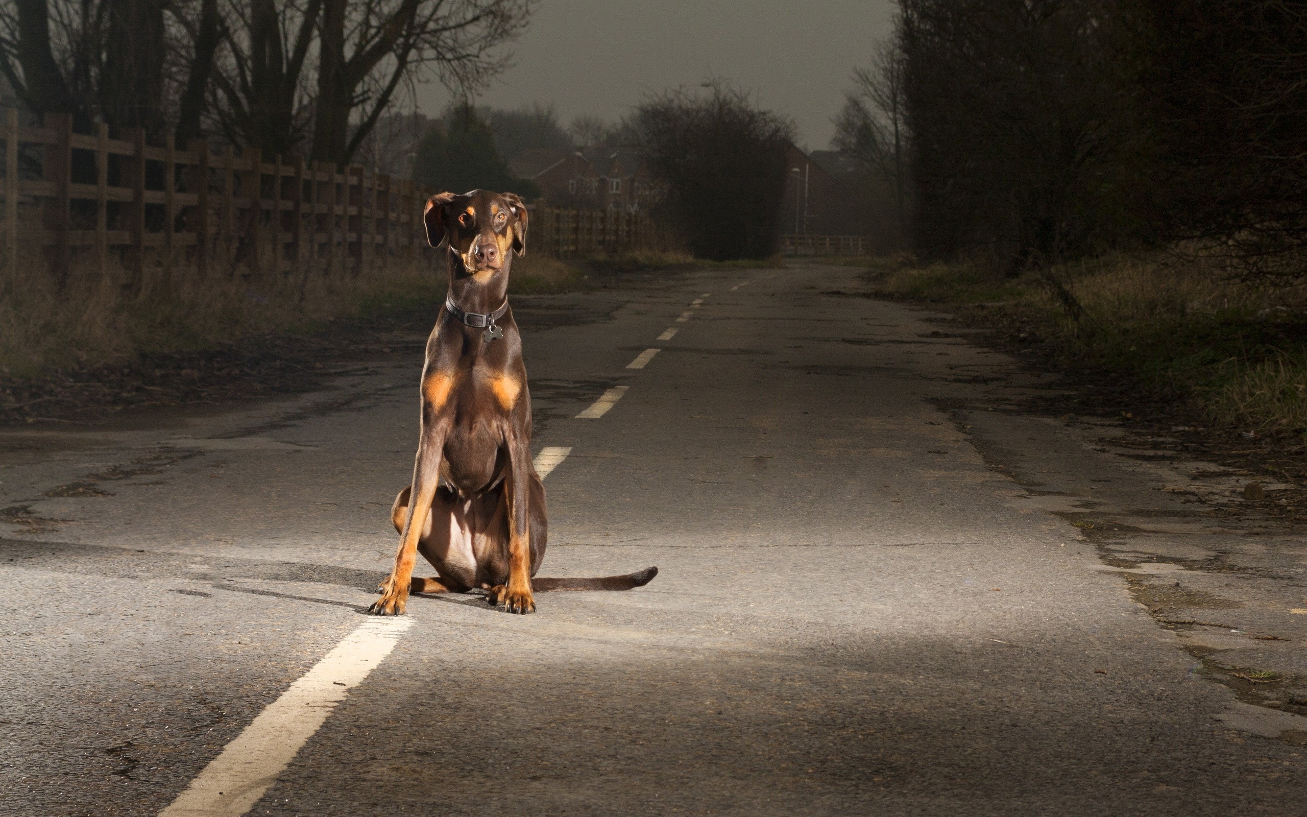 Doberman Wallpapers