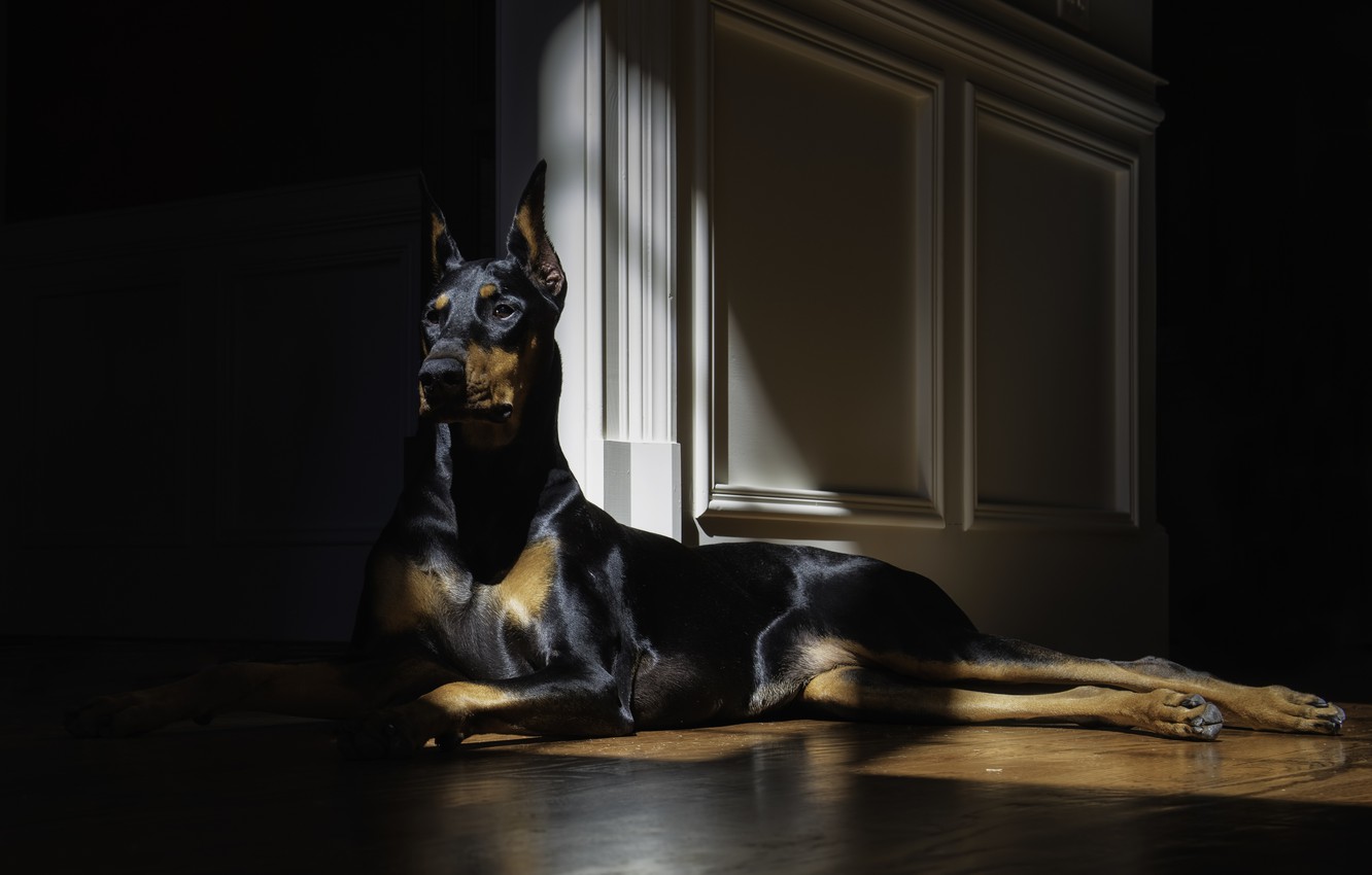 Doberman Wallpapers