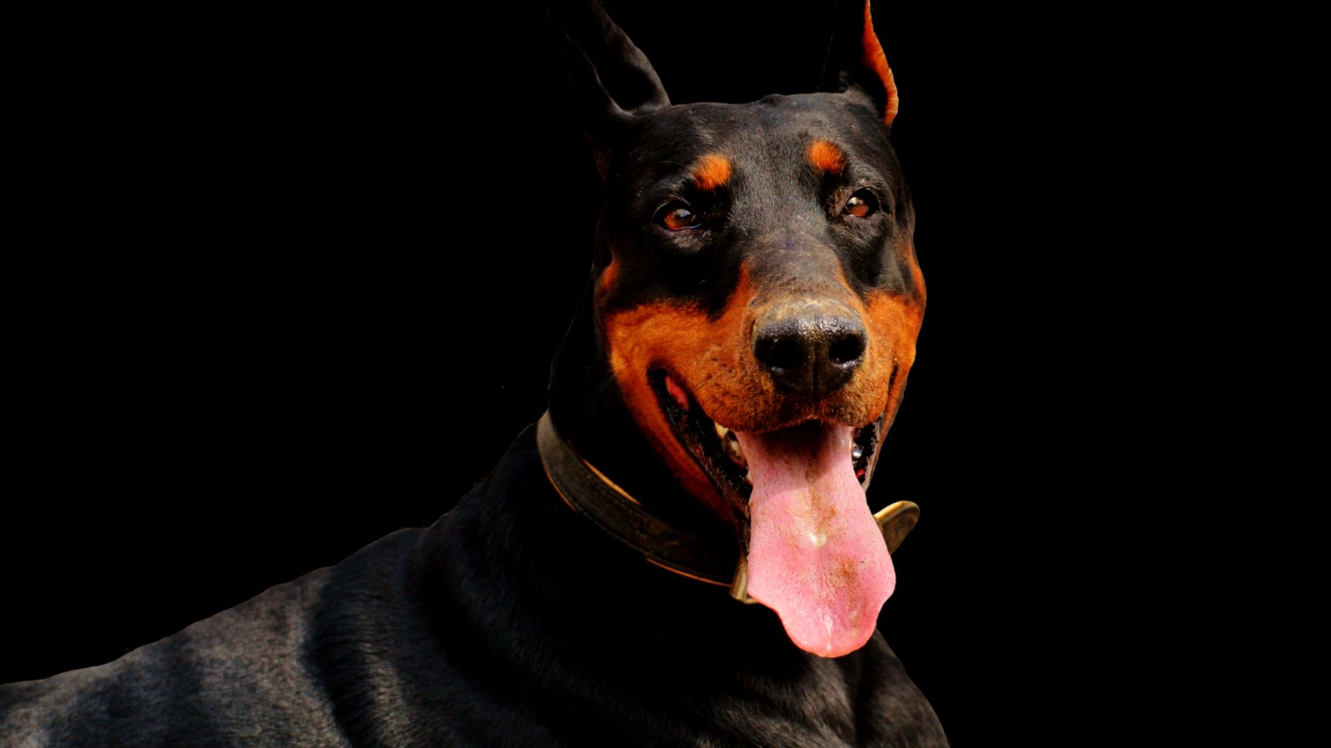 Doberman Wallpapers