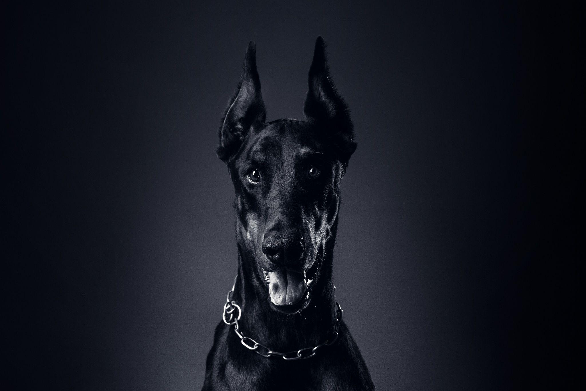 Doberman Iphone Wallpapers