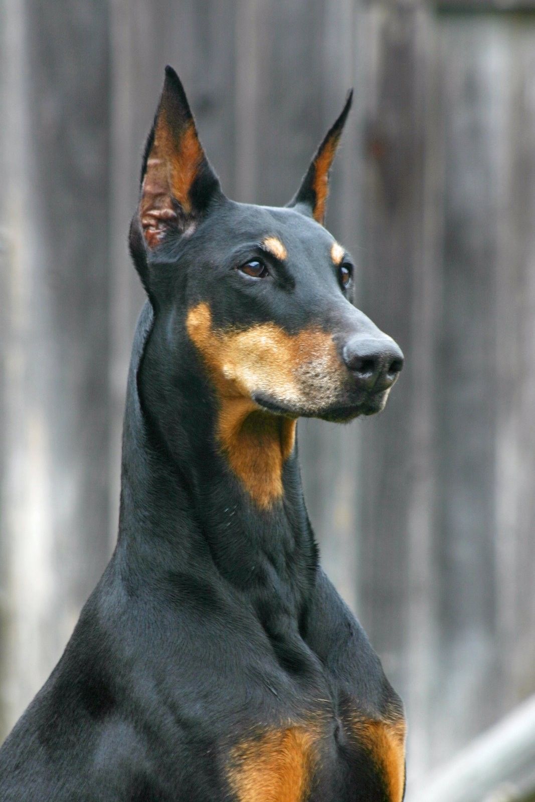 Doberman Iphone Wallpapers