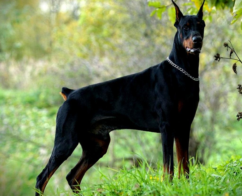 Doberman Iphone Wallpapers