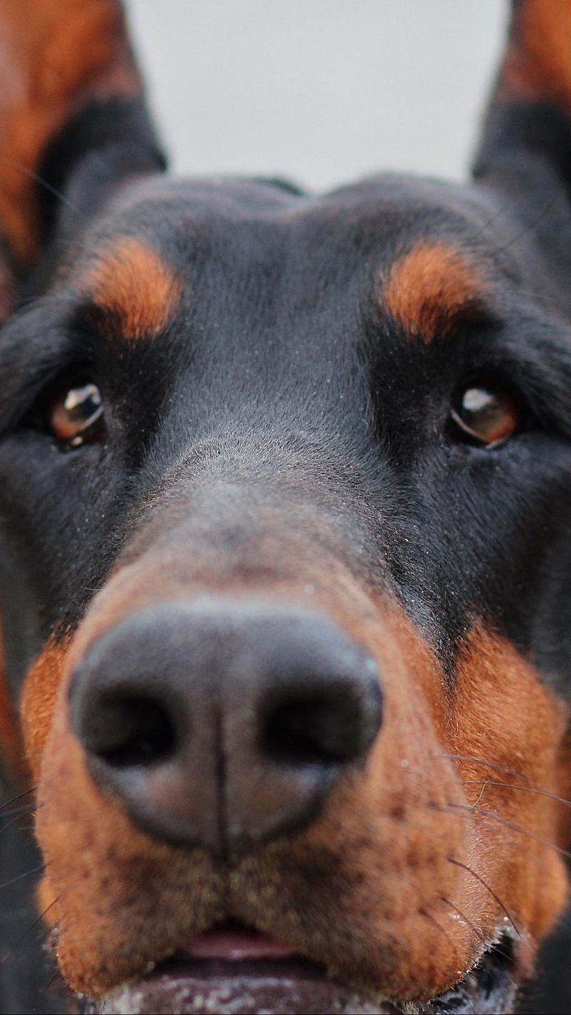 Doberman Iphone Wallpapers