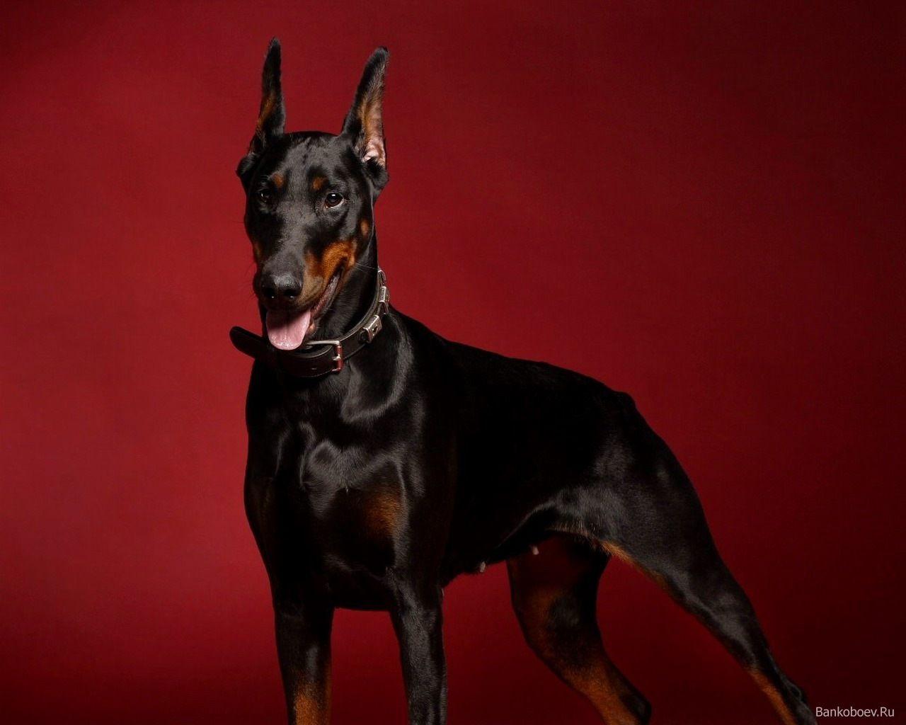 Doberman Iphone Wallpapers