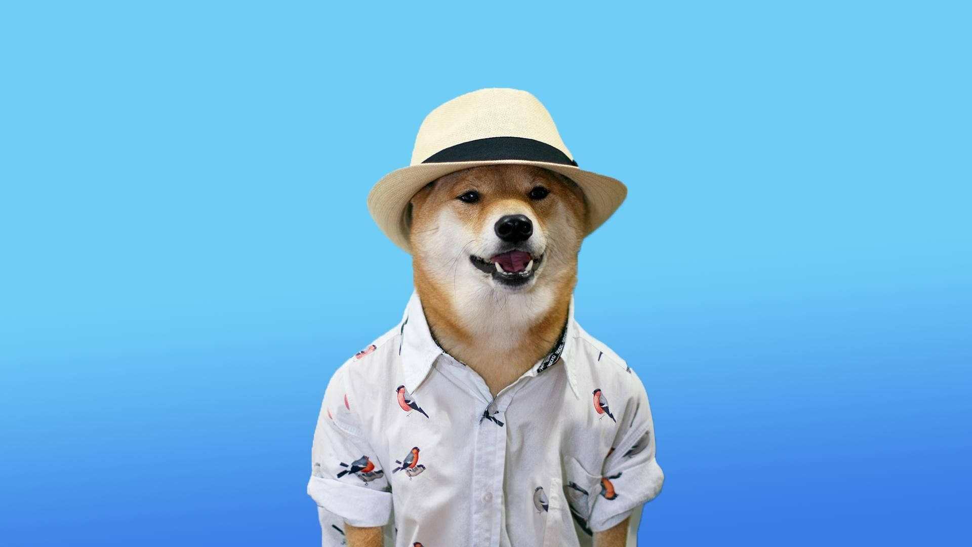 Dog Meme Wallpapers