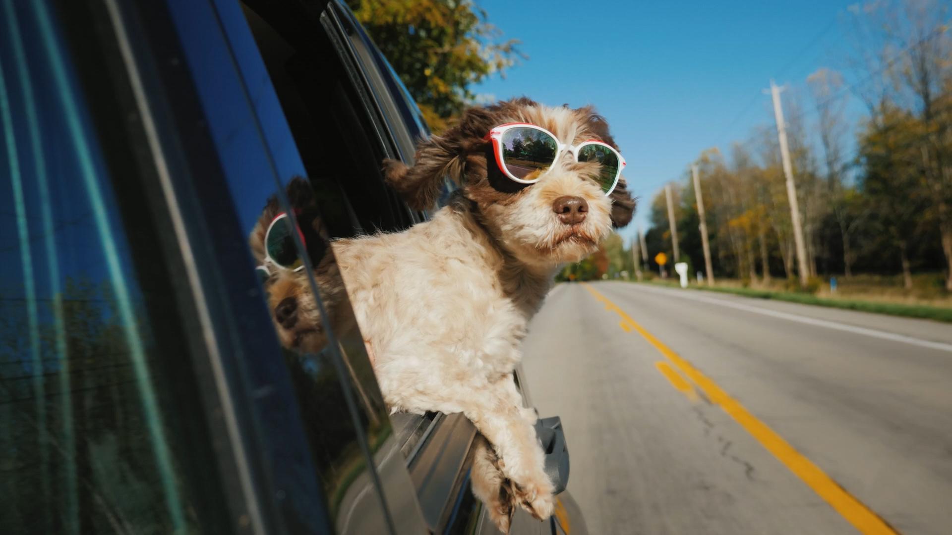 Dog With Sunglasses Wallpapers