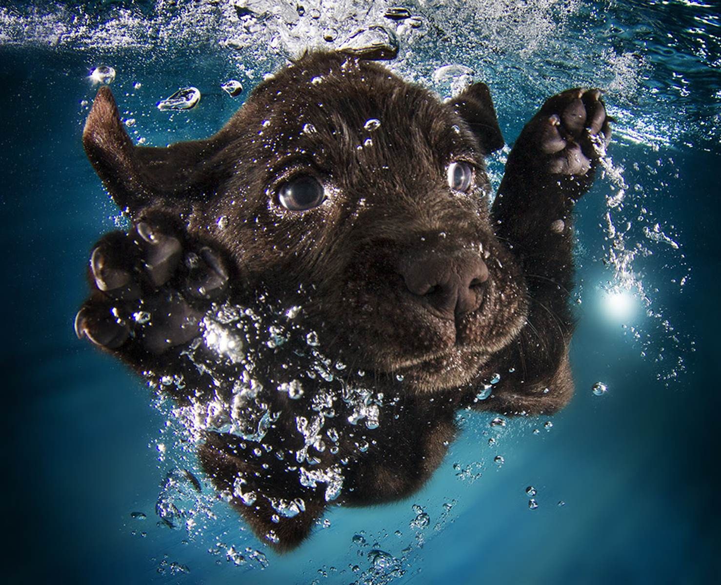 Dogs Underwater Wallpapers