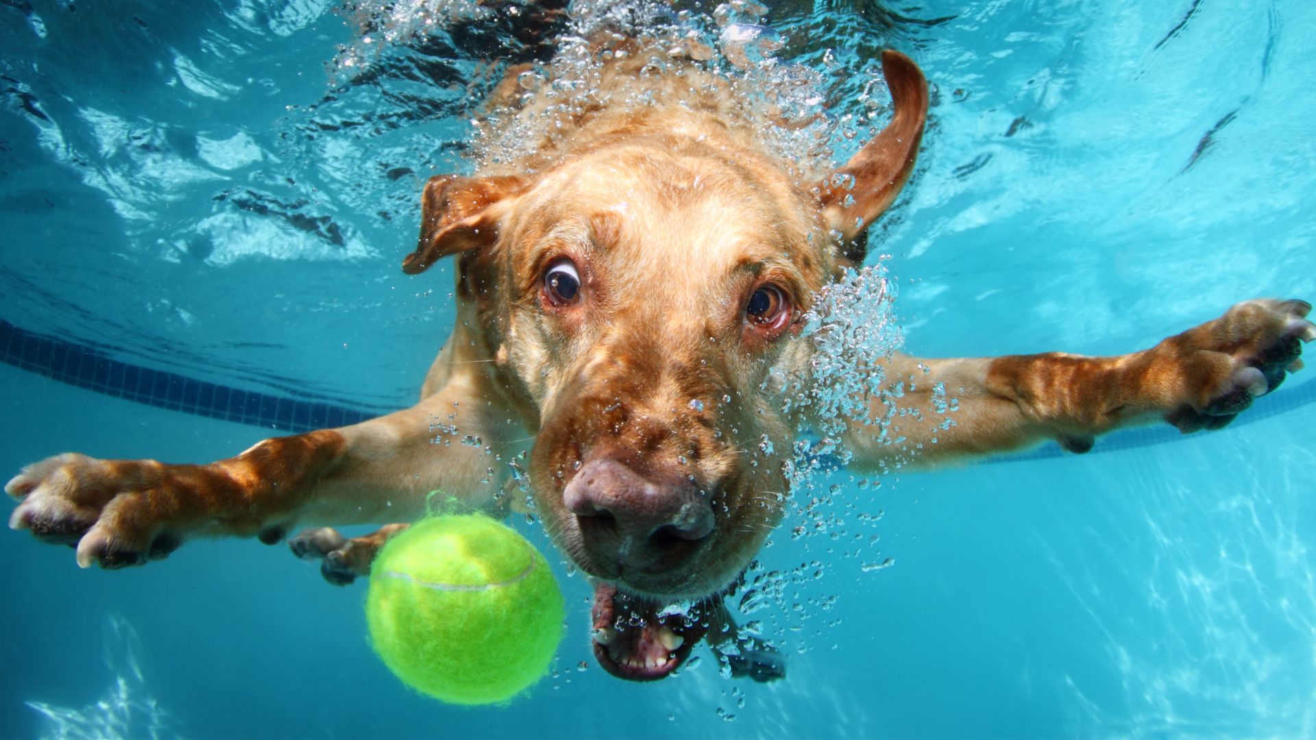 Dogs Underwater Wallpapers