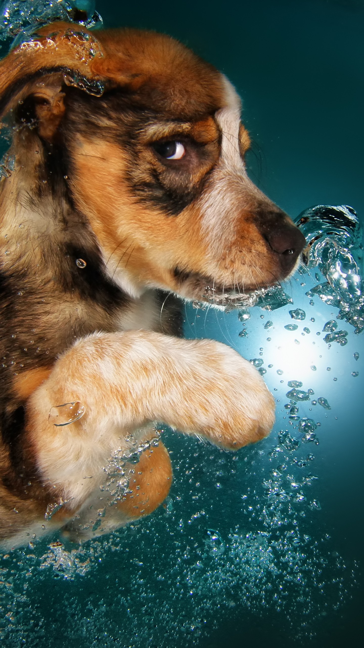 Dogs Underwater Wallpapers