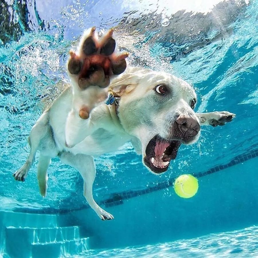 Dogs Underwater Wallpapers