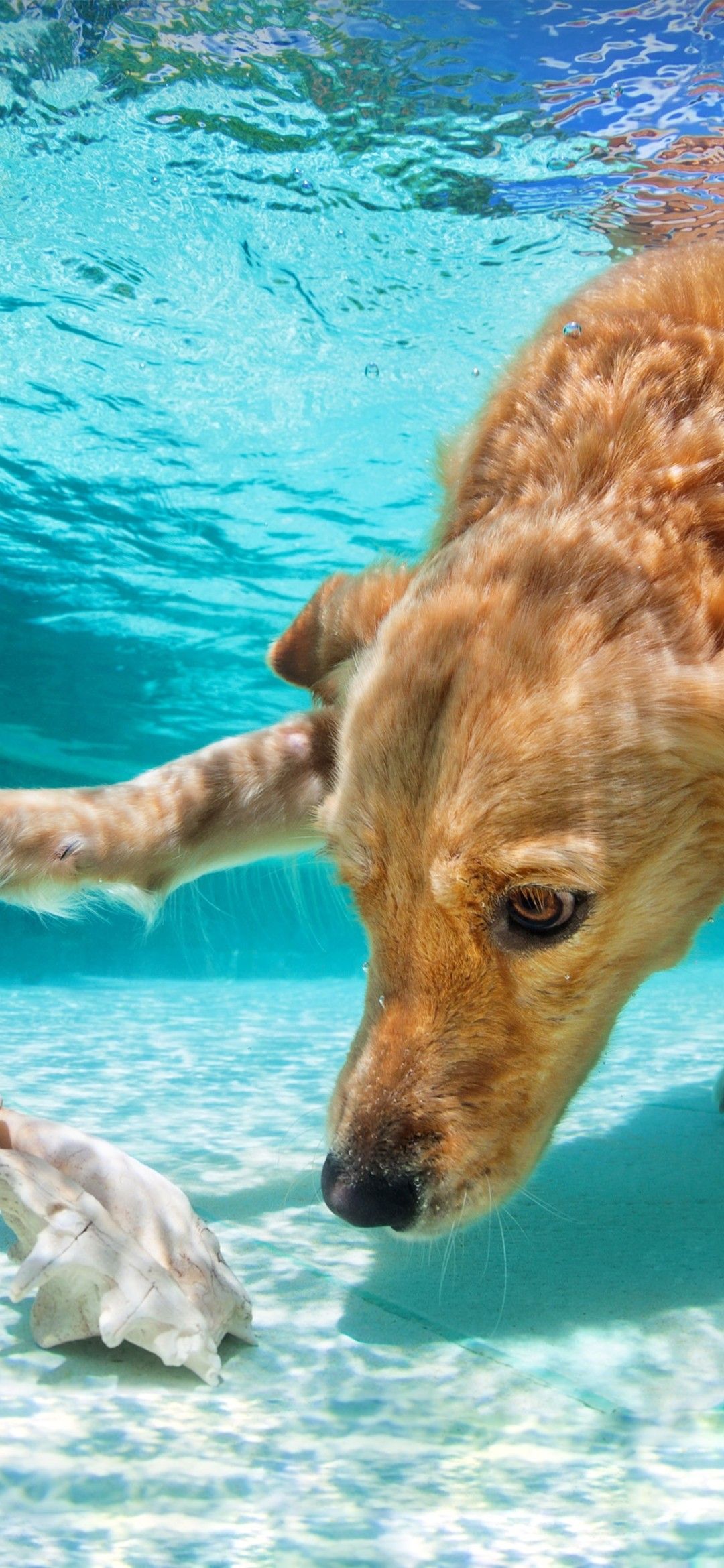 Dogs Underwater Wallpapers