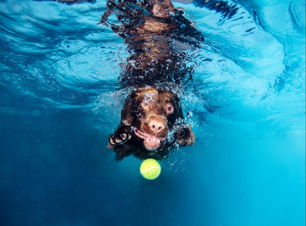 Dogs Underwater Wallpapers