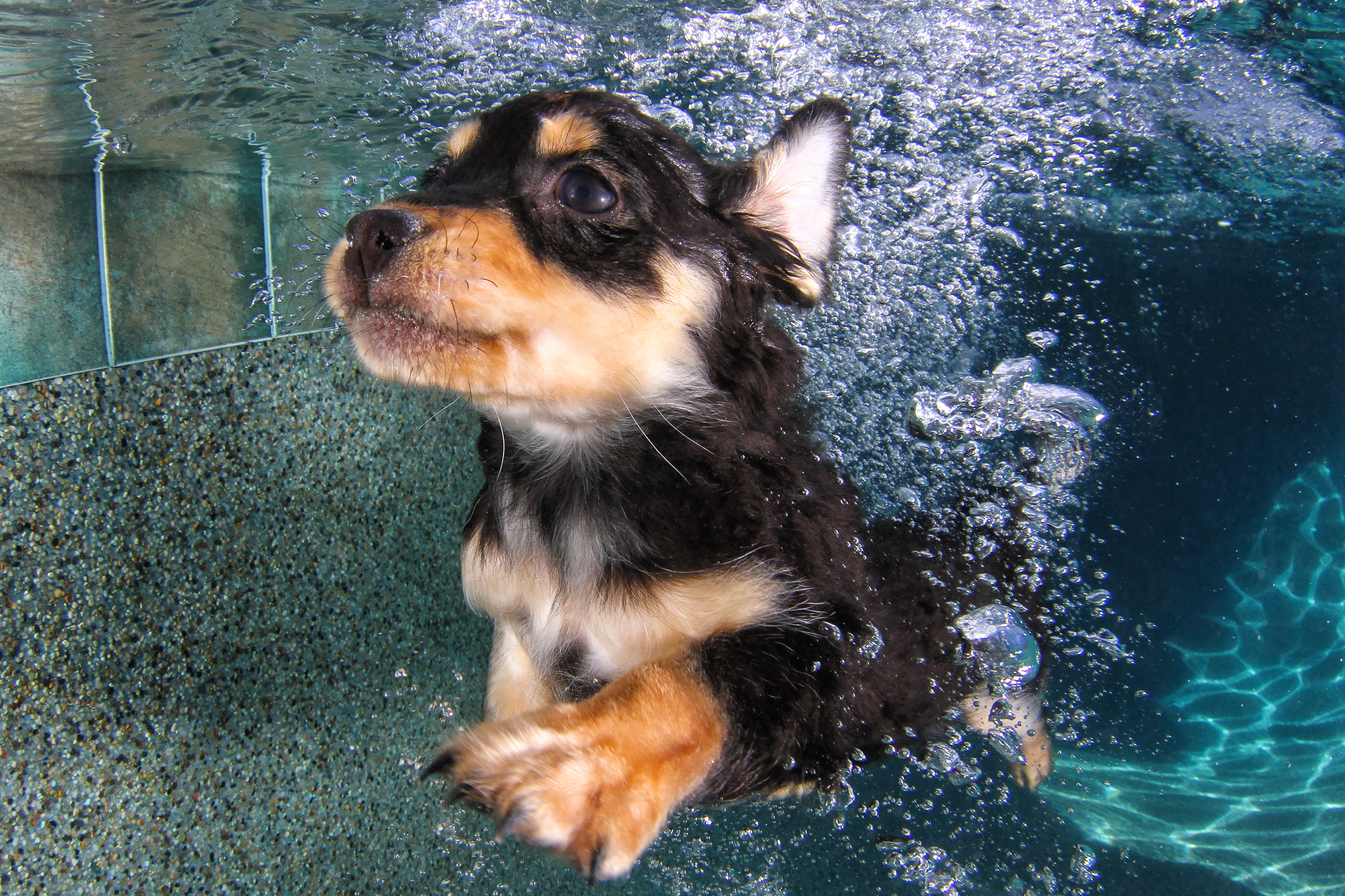 Dogs Underwater Wallpapers