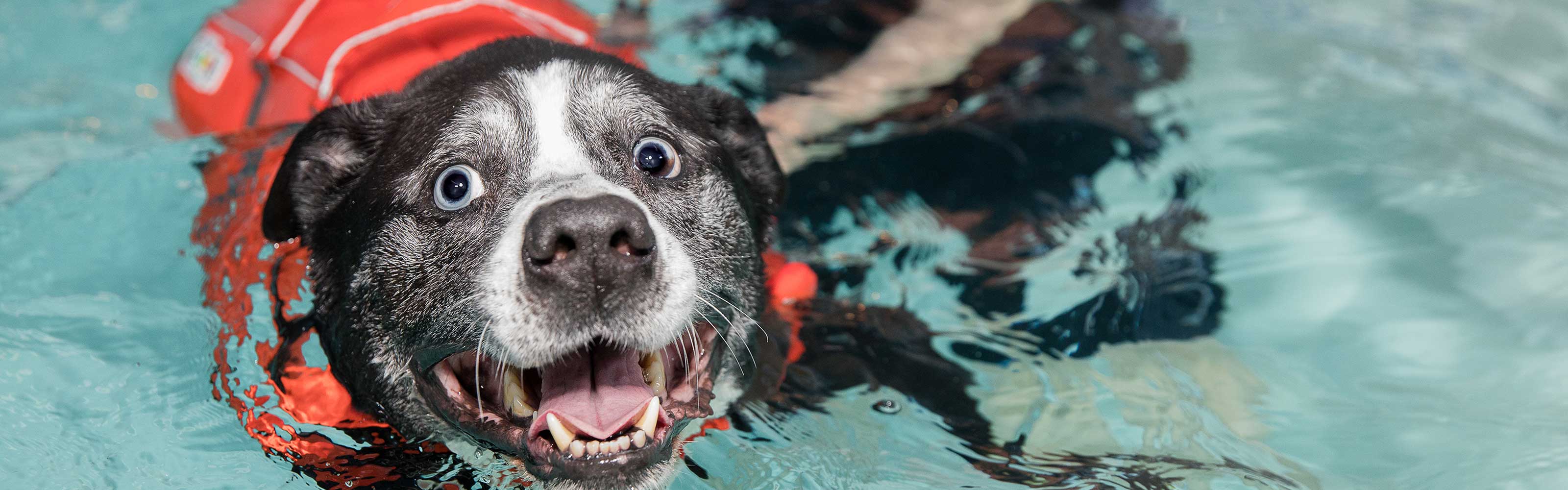 Dogs Underwater Wallpapers