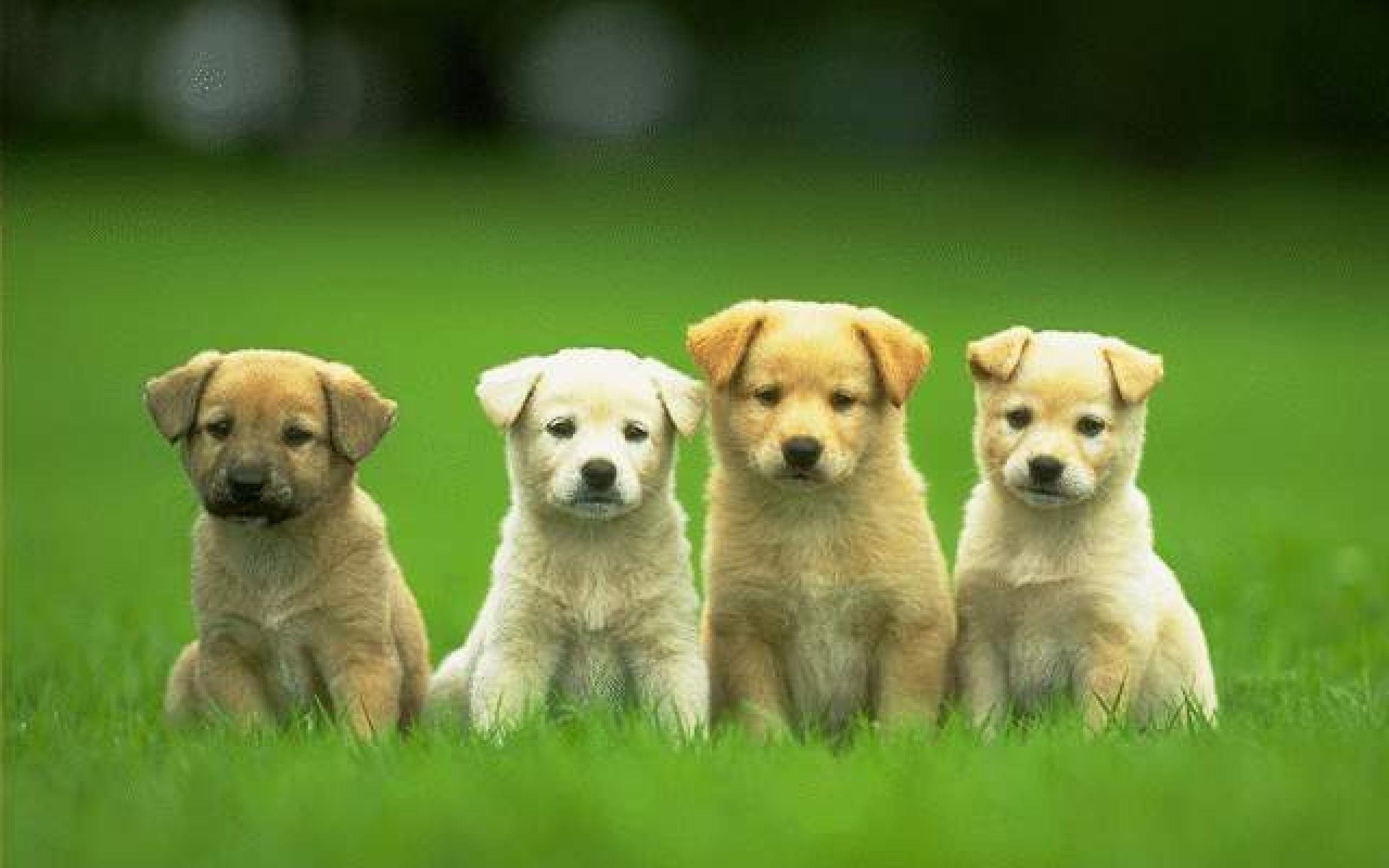 Dogs For Laptop Wallpapers