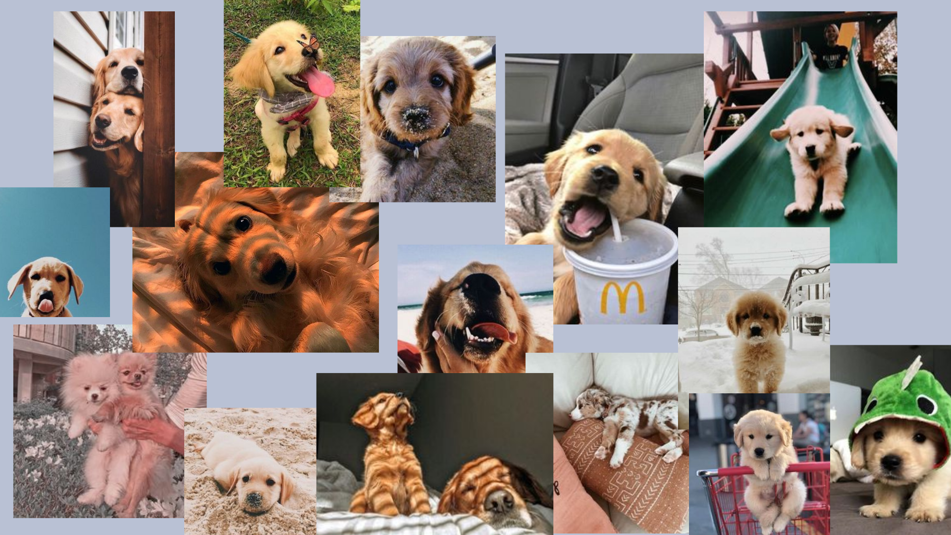 Dogs For Laptop Wallpapers